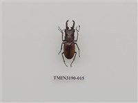 藏品(艷細身赤鍬形蟲)的圖片